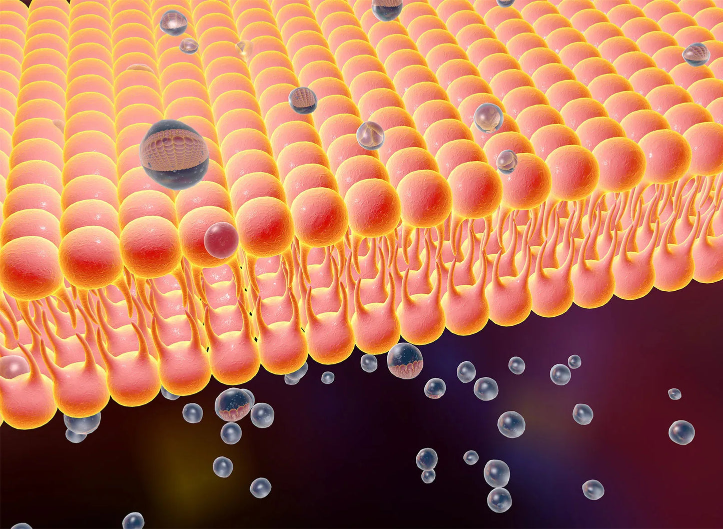 Biologie: Membraan-Transport-Systemen